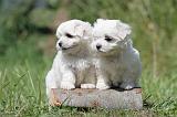 BICHON MALTAIS 066